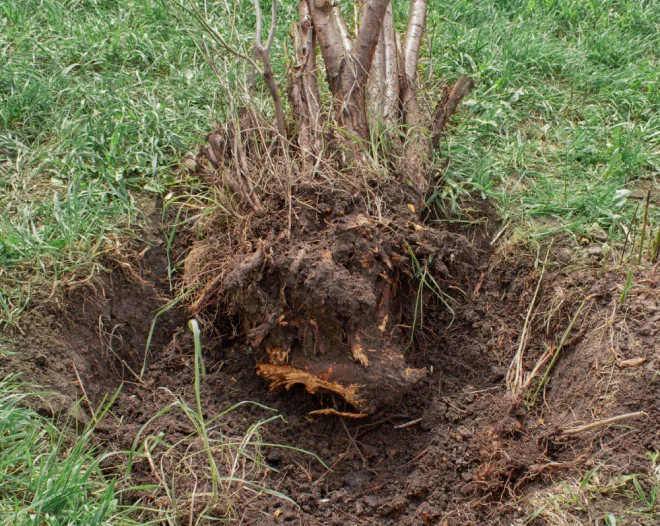 an uprooted shrub roots