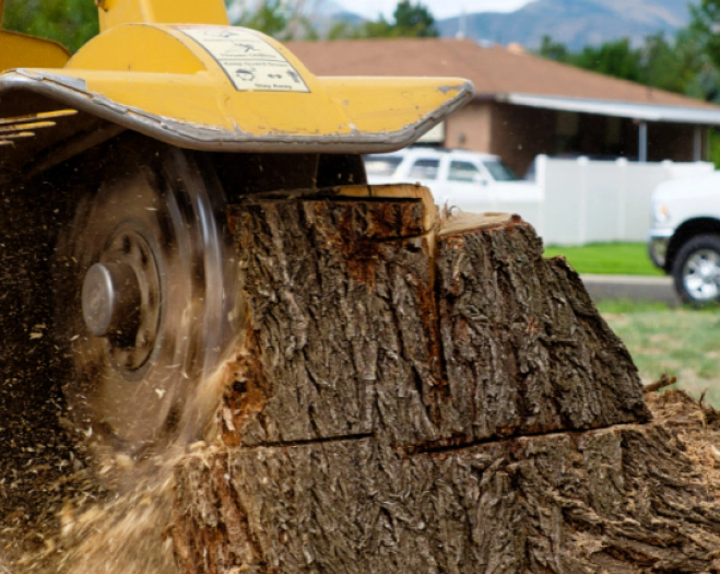 tree root removal and stump grinding